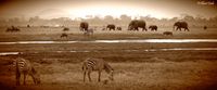 Amboseli 034int