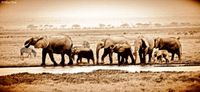 Amboseli 060 int